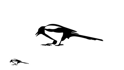 Magpie silhouette