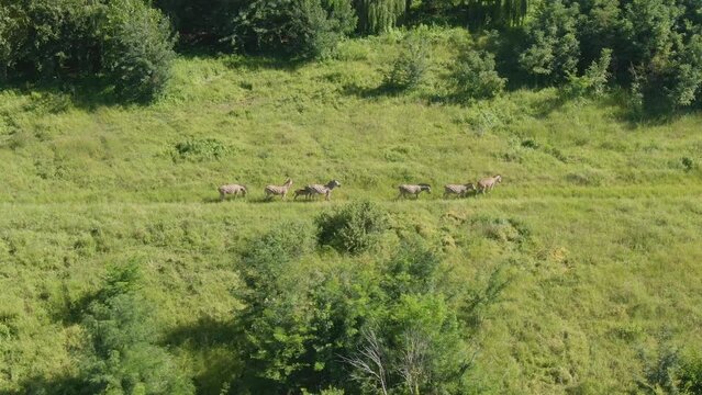 Drone aerial footage of a zebra walking in the wild in a row
