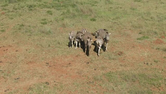 Drone footage of a family of zebra close to each other on a game farm grassland