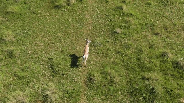 Drone aerial birds eyer view of a Springbok antelope ram in the wild