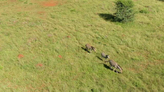 Drone aerial footage of a Zebra walking in the wild of Africa