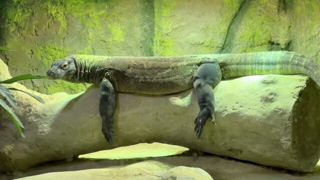 A large green iguana sitting on a large log looking around