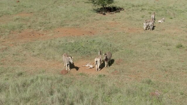 Drone aerial footage of a zebra baby laying next to Zebra family in the wild