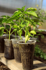 close-up of pepper seedlings in plastic cups in a greenhouse.
