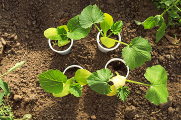 top view of seedlings of zucchini waiting for a transplant on the ground