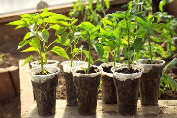 pepper seedlings in a greenhouse waiting to be planted in the ground