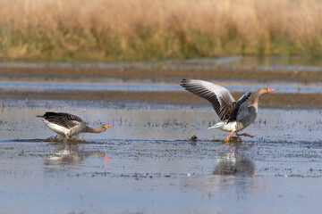 Täglich bei den Graugänsen