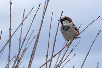 Sparrow. Sparrow close-up. Sparrow on the branches. Bird on a tree. Little bird. Macro shooting.
