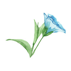 Blue wild flowers. Watercolor hand-drawn painting illustration isolated on white background.