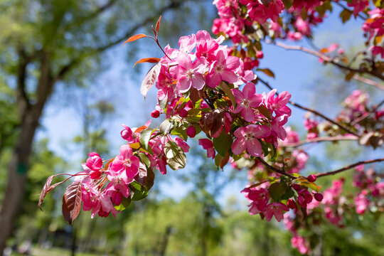 Branches of the blooming pink tree Malus prunifolia or Crab apples in the city garden.