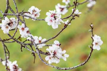 blossoming almond tree in Mallorca
