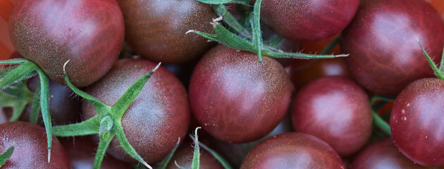 Cocktail tomatoes of Black sweet cherry variety texture full frame close up, freshly harvested ripe dark red and brown fruits with green stems, food web banner background