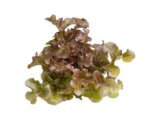 red oak leaf lettuce on transparent png