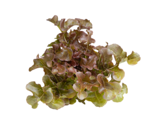 red oak leaf lettuce on transparent png