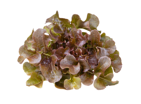 red oak leaf lettuce on transparent png