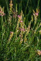 Onobrychis viciifolia inflorescence, common sainfoin with pink flowers, mediterranean nature, Eurasian perennial herbs