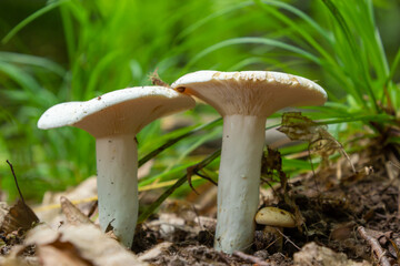 Lactarius piperatus or Peppery milkcap, widespread and popular edible mushroom, well known for its peppery, white milk