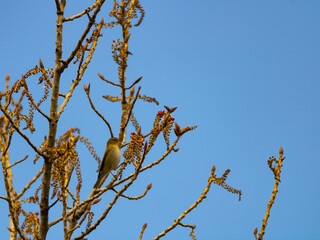 Common chiffchaff looking for little bugs