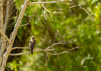 A spotted flycatcher resting on a branch