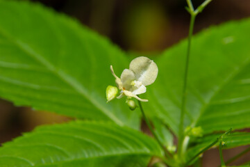 Small balsam or small-flowered touch-me-not Impatiens parviflora yellow flower close up