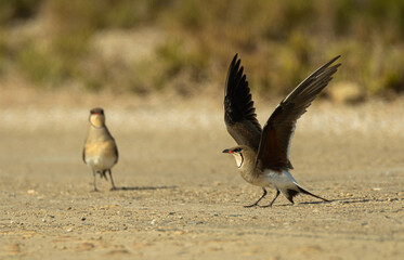 A pair of collared pratincole attracting a predator