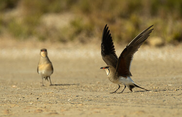 A pair of collared pratincole attracting a predator