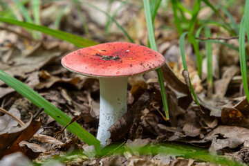 Russula emetica, commonly known as the sickener, emetic russula, or vomiting russula, is a basidiomycete mushroom