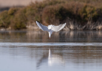Fototapeta na wymiar A swooping seagull