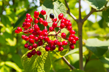 Fototapeta premium The fruit Viburnum lantana. Is an green at first, turning red, then finally black, wayfarer or wayfaring tree is a species of Viburnum