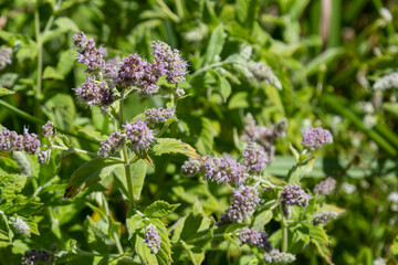 In the wild grows mint long-leaved Mentha longifolia