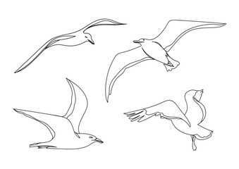 One line seagull hand drawn set. Outline seagull flying.
