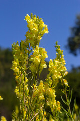 Obraz premium Flaxseed or wild snapdragon Linaria vulgaris is a medicinal herb. Wildflowers inflorescence