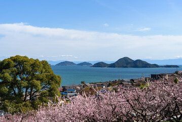 Fototapeta na wymiar Tajiri-cho, Fukuyama City, Hiroshima Prefecture, Apricot Blossoms and Seto Inland Sea Scenery