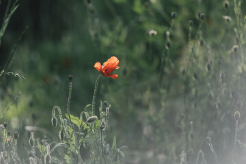 Close up on red poppy with green grass in warm sun light. Selective focus. Wild flowers background. 