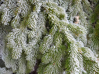 branch of spruce tree covered with ice crystals in frosty weather in winter