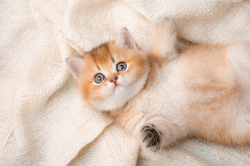 a cute red kitten on a blue background is wrapped in a beige plaid. A fluffy kitten looks into the camera on a blue background, top view