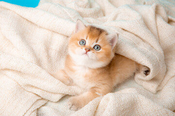 a cute red kitten on a blue background is wrapped in a beige plaid. A fluffy kitten looks into the camera on a blue background, front view. - obrazy, fototapety, plakaty