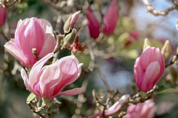 Beautiful spring floral nature background, blossoming light pink magnolia flowers blooming in...