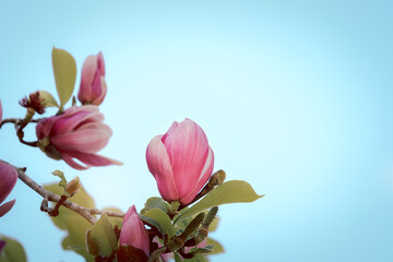Beautiful spring floral nature background, blossoming light pink magnolia flowers blooming in spring season, selective focus