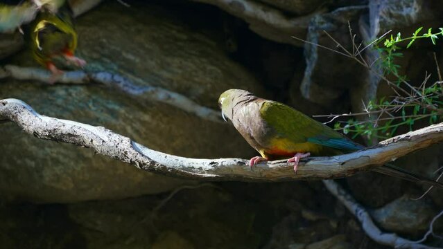 Burrowing Parakeets (Cyanoliseus patagonus) perching on a branch near a cliff, El Rincon Natural reserve, Merlo, San Luis, Argentina. 4k resolution. Slow motion. Static shot.