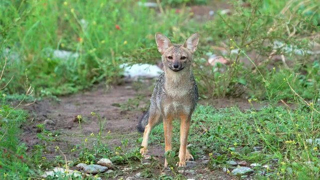 A Pampas Fox (Lycalopex gymnocercus) in a field of flowers looking at camera in Merlo, San Luis, Argentina. Natural habitat. Summertime. Slow Motion.