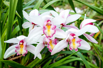 Light pink standard Cymbidium boat orchid flower with green leaves blooming in the garden background
