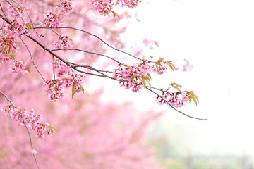 Wild Himalayan Cherry Blossom (Prunus cerasoides Rosaceae) beautiful pink cherry blossoming flower branches on nature outdoors. Pink Sakura flowers of Thailand, dreamy romantic image spring, landscape