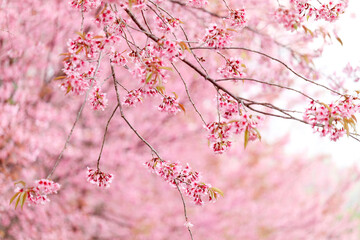 Wild Himalayan Cherry Blossom (Prunus cerasoides Rosaceae) beautiful pink cherry blossoming flower...