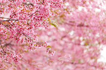 Wild Himalayan Cherry Blossom (Prunus cerasoides Rosaceae) beautiful pink cherry blossoming flower branches on nature outdoors. Pink Sakura flowers of Thailand, dreamy romantic image spring, landscape