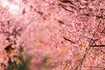 Wild Himalayan Cherry Blossom (Prunus cerasoides Rosaceae) beautiful pink cherry blossoming flower branches on nature outdoors. Pink Sakura flowers of Thailand, dreamy romantic image spring, landscape
