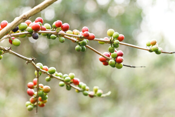 Fototapeta na wymiar Fresh coffee berry cherry on coffee tree branch in coffee, red Coffee beans ripening on tree in industry agriculture