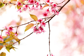 Fototapeta premium Wild Himalayan Cherry Blossom (Prunus cerasoides Rosaceae) beautiful pink cherry blossoming flower branches on nature outdoors. Pink Sakura flowers of Thailand, dreamy romantic image spring, landscape