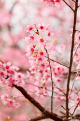 Wild Himalayan Cherry Blossom (Prunus cerasoides Rosaceae) beautiful pink cherry blossoming flower branches on nature outdoors. Pink Sakura flowers of Thailand, dreamy romantic image spring, landscape