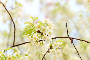 Wild Himalayan Cherry Blossom  Prunus cerasoides Rosaceae, white cherry blossoming flower branches on nature outdoors. White Sakura flowers of Thailand, dreamy romantic image spring, landscape